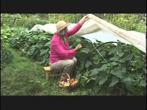 Видео: Советы по выращиванию огурцов: как выращивать огурцы