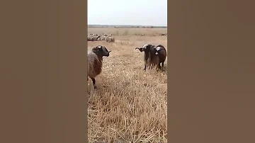 اشتركو بقناتي مربي الاغنام غنم جبل مشاءالله تبارك الرحمن Animal عركة كباش 