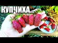 Земклуника: КУПЧИХА и СТУДЕНЧЕСКАЯ/ Обзор/ Отзыв/ Супер ягода/ #деревня #земклуникакупчиха #лето