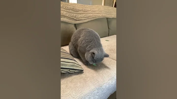 Video 4597381: tom british shorthair cat, british shorthair cat eating, britishshorthair cats cute