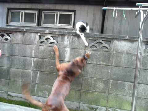 猫パンチをスエーバックでよけるボクサー犬 ２ ３ Youtube
