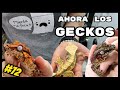 💪🏻🔥MEJORANDO LA REPTILE ROOM  3/4 - 🦎 TIRAMOS LOS TERRARIOS DE NUESTROS GECKOS | KANAKY VLOG #72