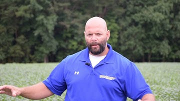 Scout for brown marmorated stink bugs in soybeans