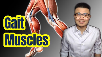 The TRUTH About Gait Cycle Muscle Kinetics (2024)
