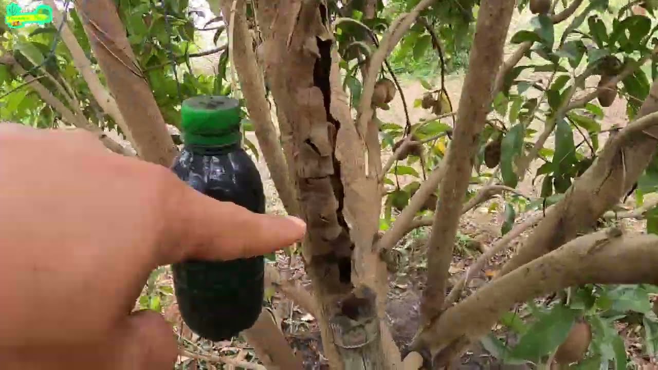 อีกหนึ่งปัญหาของการปลูกละมุดที่ชาวสวนต้องเจอ