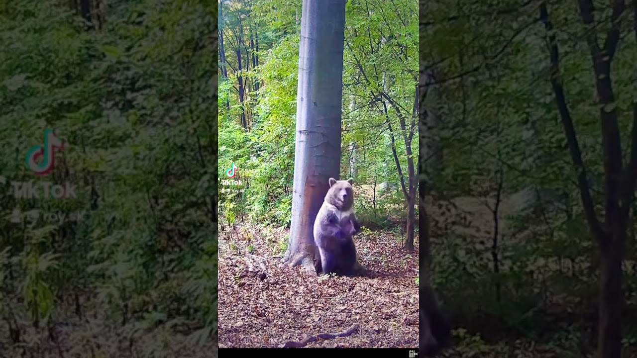 Roy.sk | Wachman Solar | 