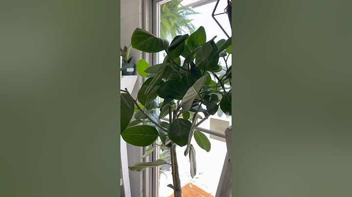 Ficus Audrey Care Guide