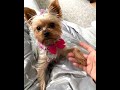 Playtime with Teacup Yorkie 2 - Training - Rose Kendal