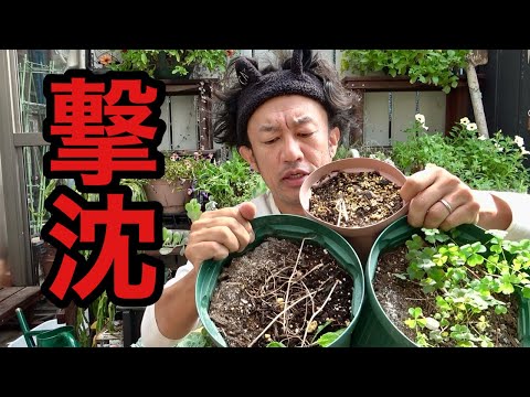 めんくん様 If you turn all these pots upside down [Gardening superhero