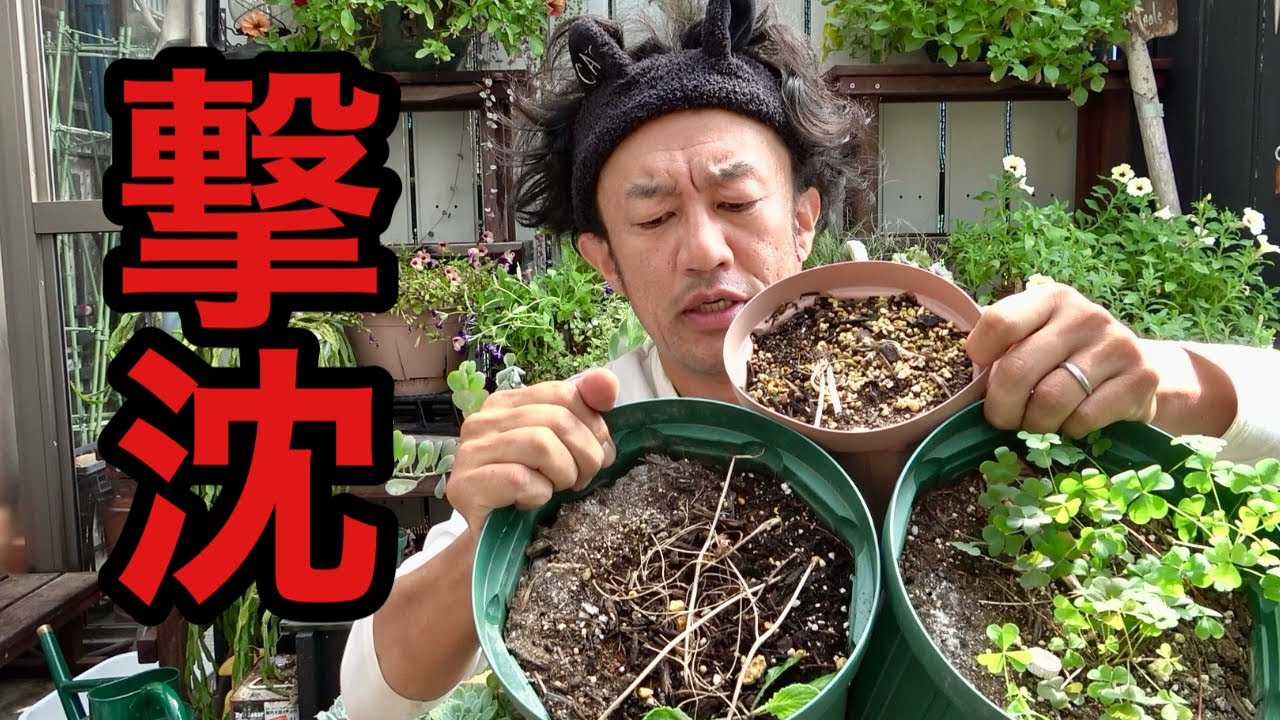 めんくん様 Comparing 108 types of citrus fruits] I found an incredible event
