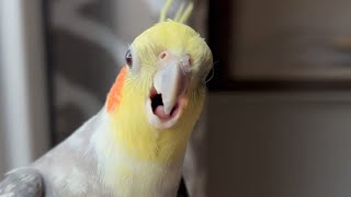 Another One Bites the Seed by Birb 85,210 views 2 years ago 1 minute, 2 seconds