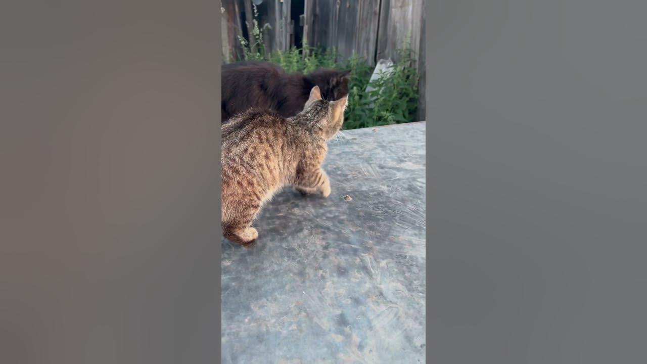 Осторожно! Злая собака 😡🐕🐈🐈🐈 #кот #кошка #котенок - YouTube