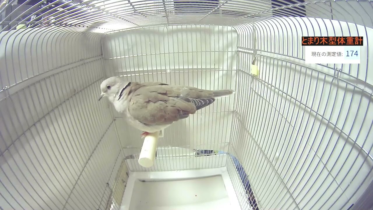 ペット向け動画 インコのお友達 ジュズカケバト 編（お留守番用動画）