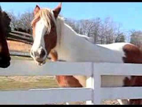 talking-horse