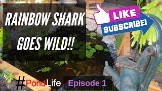Rainbow Shark Goes Wild - Season 1 Ep 1