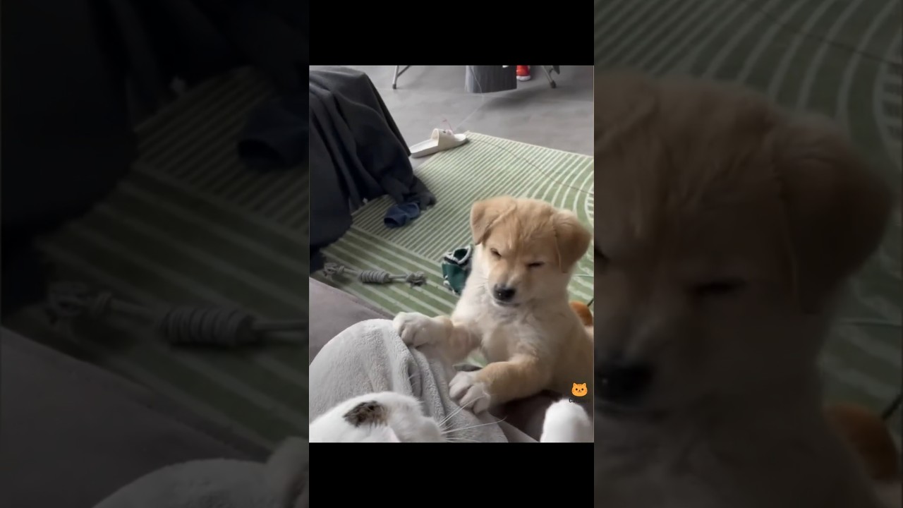 Other Cats Chaos😻vs.. Cute Dog ✅💀 