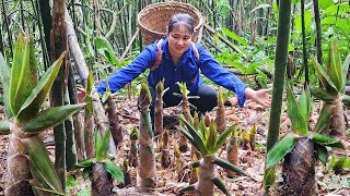 TIMELAPSE: Harvesting Bamboo Shoots, Catching stream Fish, Animal Care, Farm Building/Rural Life by Pham Tâm 1,492 views 1 month ago 1 hour, 35 minutes