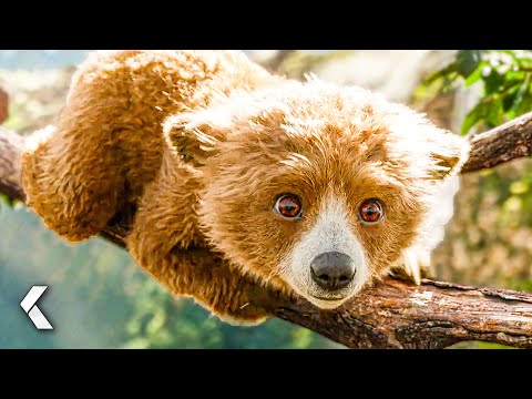 PADDINGTON IN PERU All Clips Trailer 2025 Paddington 3