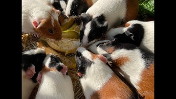 Guinea pig herd having a banquet for breakfast