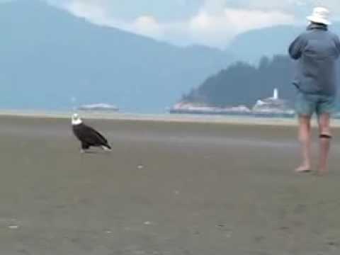 Wild Bald Eagle Stands Ground