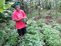 Indigenous African leafy veggies