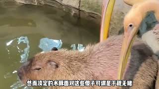 自带抄网的鹈鹕不光上班吃同事，还想给人类幼崽来个“醍醐灌顶”