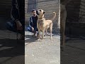 ماده نیلدا 12ماهه ملایر مالک امین صارمی ملایر ماده نیلدا 12ماهه ملایر مالک امین صارمی ملایر