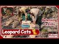 Leopard cats released in Margalla hills | Animal lover |  Wahjoc Environment