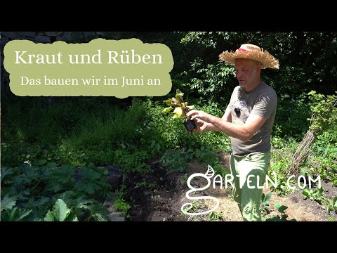 Cabbage and Turnips - What to plant in June?