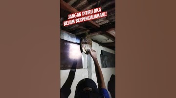 PROSES EVAKUASI SARANG TAWON NDAS (VESPA ANALIS)‼️#shorts #shortviral