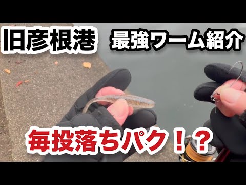 【バス釣り】旧彦根港で毎投落ちパクしたワームをお見せします　実釣動画