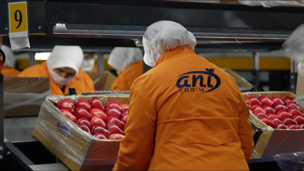ANI TARIM FRESH FRUITS APPLE YouTube