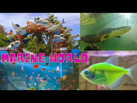 India's Largest Aquarium | Marine World | Marine World Public Aquarium Chavakkad