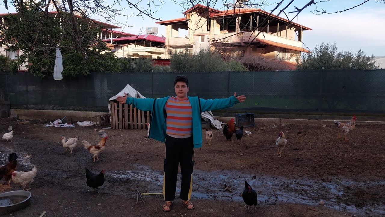 TAVUKLARIMIZDA GÜNLÜK GELİŞMELER 