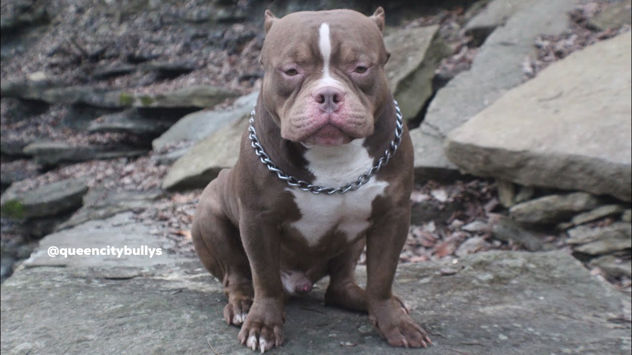 Understanding the American Bully Pedigree and How to Break it Down