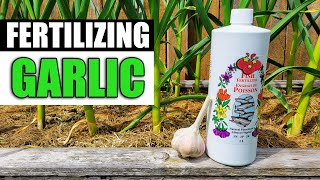 Fertilizing Your Garlic - Garden Quickie Episode 66