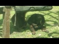 Orangutan nursery 3  sepilok borneo