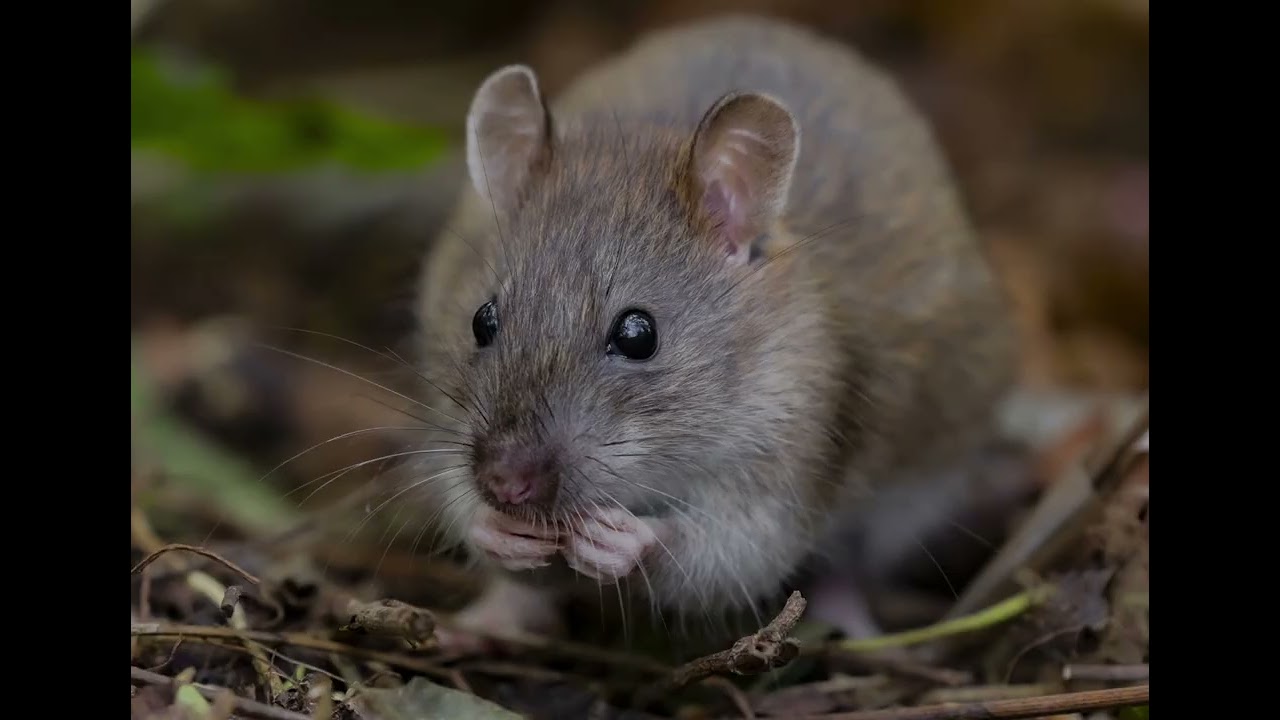 Watch That's My Rat! on YouTube Watch That's My Rat! on YouTube