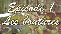 [Plantes] EP.1 - Les Boutures