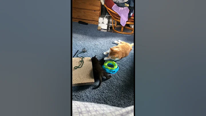 Kitten playing with new big brother