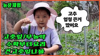 고춧잎 나물 수확부터 건고춧잎 건조 과정 고춧잎 나물 요리를 영상으로 담았습니다.