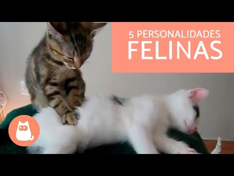 Personalidade do gato pela cor da pele: o que a ciência descobriu! —  Eightify