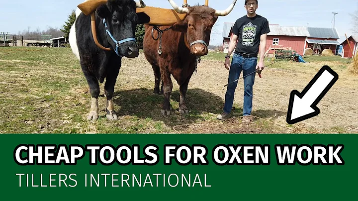 Oxen Basics: Cheap & DIY Tools for Oxen Work