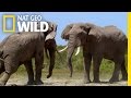 Waring elephants  deadly instincts