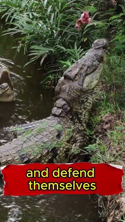 5 interesting facts about the Crocodile - YouTube