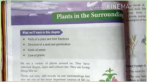 Class III Science Chapter 5 Plant in the Surroundings