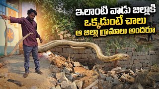 Indian Rat Snake  non venomous snake rescue chinna H Khairabadi Village lo {9966333589} WhatsApp