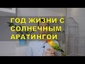 Солнечный Аратинга - мои впечатления после года жизни.