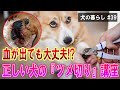 【犬の暮らし＃39】血が出ても大丈夫！？正しい『ツメ切り』講座