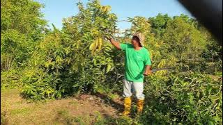 Cara pangkas pokok mangga harumanis yang terlalu rimbun dan rendah